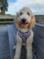 Standard Poodle Puppies for sale in Myrtle Beach, South Carolina. price: $500