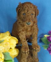 Standard Poodle Puppies for sale in McHenry, IL, USA. price: $1,200