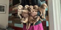 Standard Poodle Puppies for sale in San Antonio, TX, USA. price: $2,000
