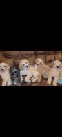 Standard Poodle Puppies for sale in Pineville, Louisiana. price: $800