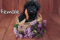 Standard Poodle Puppies for sale in Los Angeles, California. price: $500