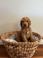 Standard Poodle Puppies for sale in Wyong, New South Wales. price: $1,000