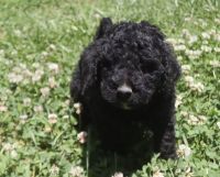 Standard Poodle Puppies for sale in Claremont, Tasmania. price: $900