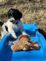 Standard Poodle Puppies for sale in Jackson, Tennessee. price: $1,800