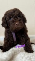 Standard Poodle Puppies for sale in Muskogee, Oklahoma. price: $700