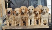 Standard Poodle Puppies for sale in Hampton, VA, USA. price: $1,300