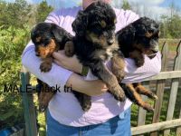 Standard Poodle Puppies for sale in Texarkana, TX, USA. price: $400