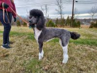 Standard Poodle Puppies for sale in White Plains, KY 42464, USA. price: $600