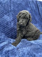 Standard Poodle Puppies for sale in Houston, Texas. price: $700