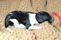 Standard Poodle Puppies for sale in Foxworth, Mississippi. price: $600