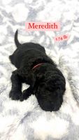 Standard Poodle Puppies for sale in Grand Junction, Colorado. price: NA
