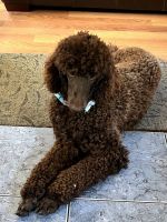 Standard Poodle Puppies for sale in Georgetown, South Carolina. price: $500