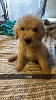 Standard Poodle Puppies for sale in Salem, Illinois. price: $400