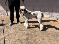 Standard Poodle Puppies for sale in Honolulu, Hawaii. price: $2,500