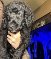Standard Poodle Puppies for sale in Red Oak, Texas. price: $650