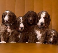 Standard Poodle Puppies for sale in Los Angeles, California. price: $2,800