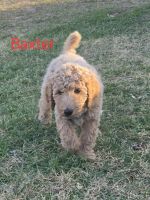 Standard Poodle Puppies for sale in Grand Rapids, Michigan. price: $350