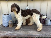 Standard Poodle Puppies for sale in Statesville, North Carolina. price: $1,500