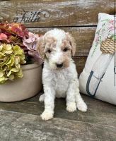 Standard Poodle Puppies for sale in Rock Hill, SC, USA. price: $1,200
