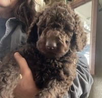 Standard Poodle Puppies for sale in Freedom, IN 47431, USA. price: $800