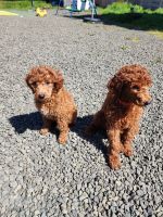 Standard Poodle Puppies for sale in Salem, Oregon. price: NA