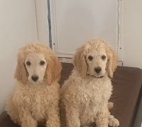 Standard Poodle Puppies for sale in Calhan, CO 80808, USA. price: $500