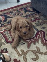 Standard Poodle Puppies for sale in San Francisco, California. price: NA