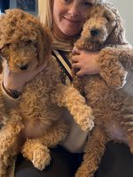 Standard Poodle Puppies for sale in Las Vegas, Nevada. price: $950