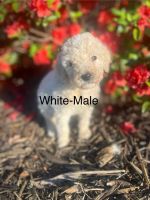 Standard Poodle Puppies for sale in Aurora, Missouri. price: $1,200