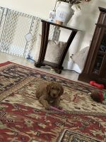 Standard Poodle Puppies for sale in San Francisco, California. price: $600