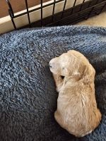Standard Poodle Puppies for sale in Cadillac, Michigan. price: $100
