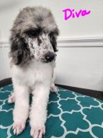 Standard Poodle Puppies for sale in Temecula, California. price: $1,500