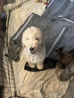 Standard Poodle Puppies for sale in North Brunswick, New Jersey. price: $1,000