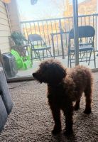 Standard Poodle Puppies for sale in Newport News, Virginia. price: $600