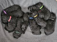 Standard Poodle Puppies for sale in Higdon, Alabama. price: $1,000