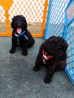 Standard Poodle Puppies for sale in Dunnellon, FL, USA. price: $1,500