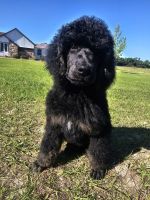 Standard Poodle Puppies for sale in High Springs, Florida. price: $450
