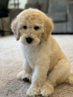 Standard Poodle Puppies for sale in Puyallup, Washington. price: $1,400