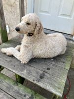 Standard Poodle Puppies for sale in Mt. Vernon, Missouri. price: $300