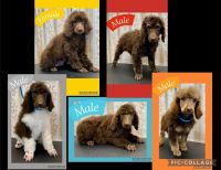 Standard Poodle Puppies for sale in San Antonio, TX 78253, USA. price: $550