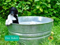 Standard Poodle Puppies for sale in Marion, VA 24354, USA. price: $2,000