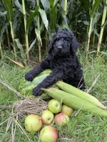 Standard Poodle Puppies for sale in Grundy Center, IA 50638, USA. price: $300