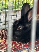 Black furred Rex Rabbit. Standard size. Pls txt *** 4 details