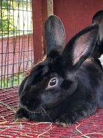 Black furred Rex Rabbit. Standard size. Pls txt *** 4 details