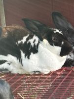 Standard Rex Rabbits for sale in Newtown, PA 18940, USA. price: $35