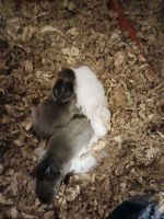 Our sweet Albinos need a loving home