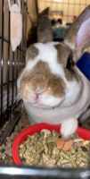 Standard Rex Rabbits for sale in Bellefontaine, OH 43311, USA. price: $150