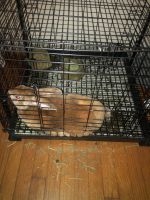Standard Rex Rabbits for sale in Weaverville, NC 28787, USA. price: NA