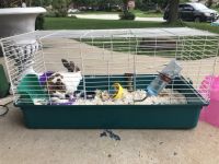 Standard Rex Rabbits for sale in Milwaukee, WI, USA. price: $50