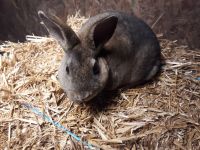 Standard Rex Rabbits for sale in Shelbyville, TN, USA. price: $15